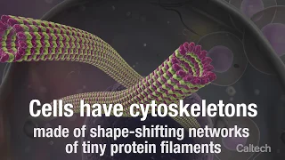 Controlling the Shape-Shifting Skeletons of Cells