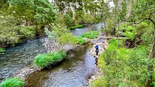 Euro Nymphing Melbourne's Amazing Trout River!