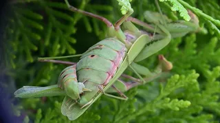 СПАРИВАНИЕ БОГОМОЛОВ  (MANTIS MATING)