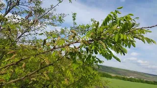 628.Am venit la padure sa vad salcamul. Ce am gasit?