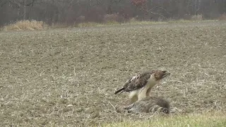 Red-tailed Hawk chased away by Bald Eagle