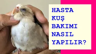 HASTA KUŞ BAKIMI NASIL OLMALIDIR? (SULTAN PAPAĞANI, MUHABBET KUŞU VE TÜM KAFES KUŞLARI)