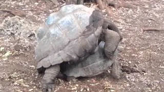118 Year Old Giant Tortoise Mating With 55 Year Old Female