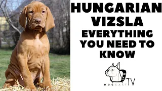 Hungarian Vizsla - Everything You need to know!  Vizsla dog breed info! Dogcasttv!