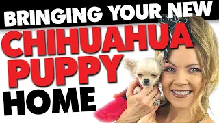 Bringing home a new Chihuahua puppy - NOW WHAT? | Sweetie Pie Pets by Kelly Swift