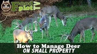 How to Manage Deer  with Food Plots On Small Property