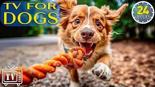 Chill DOG TV with Soothing Music: 24 Hours Anti Anxiety Music Dog & Boredom Busting Videos for Dogs