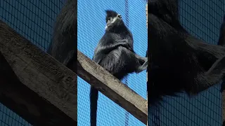 Francois Leaf Monkey. Australia