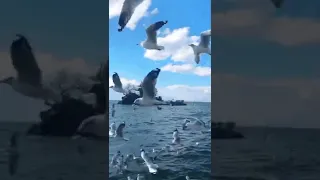 Шум море 🌊 и Крики чаек 🐦 - The noise of the sea and the cries of seagulls
