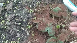 Чудо средство для клубники.