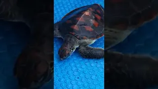 Sea Turtle Rescued - Happy Ending | Sea Turtle Rescue: How to save a stranded sea turtle Sea Turtle