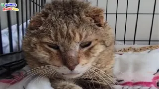 Don't Try To Be My Friend! Cat's Tearful End After Losing Trust in Humans