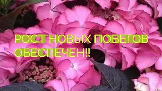 КАК СТИМУЛИРОВАТЬ РОСТ НОВЫХ ПОБЕГОВ У ГОРТЕНЗИИ И КОРНЕЙ У ЧЕРЕНКОВ