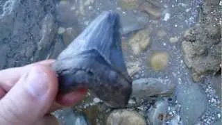 Fossil Shark Tooth Hunt: Calvert Cliffs - Miocene - Fossilguy.com:  9/2012