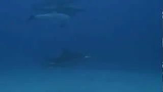 Group of dolphins passing by