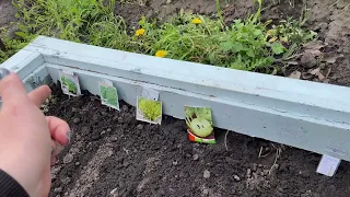 ЗАСІЯЛА ПАРНИК З КАПУСТОЮ🥦🥬ЩО В КІНЦІ ГОРОДУ🌱ДЕ ЩО ПОСАДЖУ🌻ПЕС,ХОЧЕШ МАЙОНЕЗ?🐶