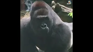 Archives: Harambe the gorilla shot dead when child falls into enclosure