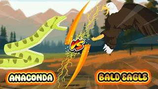 Bald Eagle vs Anaconda | Apex Predator Tournament [S1] | Animal Animation