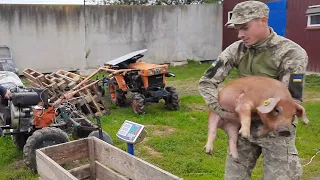 //Бабкина купила рыжих поросят типа Петрен-Дюрок,за 100грн//