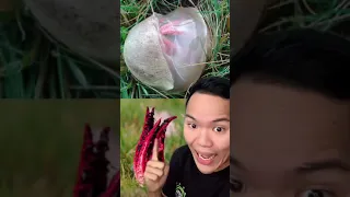 Kalau melihat telur alien seperti ini di halaman kalian ‼️ JANGAN PANIK ⚠️ #Shorts #YouTubeShorts