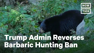 Trump Admin Reverses Obama-Era Ban on 'Barbaric' Hunting Methods | NowThis