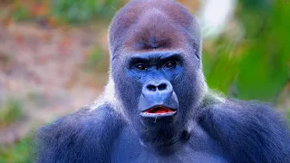 OMG! Gorilla || Gorilla || Silverback Gorilla