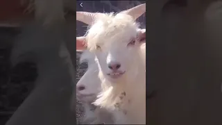 Goat Face like Human Face 😱😱