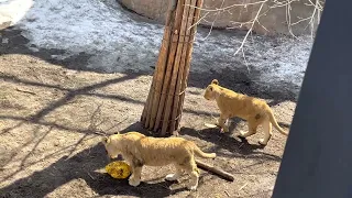 4/3 旭山動物園　ライオン一家