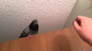 Pigeon being cute