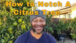 How To Notch A Citrus Tree | Experiment A Success | #citrustrees #bearesslime