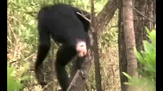 Chimp spear hunting