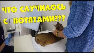 КОТЯТА ЖИВЫ? БОЛЬНИЦА. ОПЕРАЦИЯ. СРОЧНО!