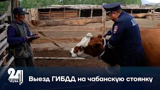 Выезд ГИБДД на чабанскую стоянку