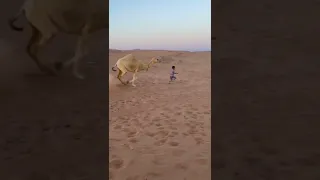 camel running behind baby  😮😮🤣 #shorts #camel