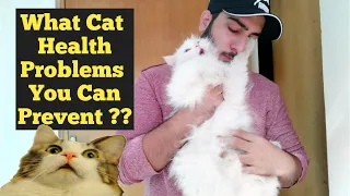 Persian Cat & Kitten Health Problems | How to Avoid Cat health problems | Cat & Kitten Health Tips