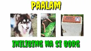 Ang Dog na Napamahal na sa Kanyang Amo. Run Free Borg