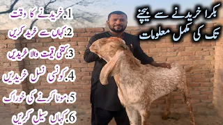 Complete Information from buying Goats to selling them ll بکرا خریدنے سے سیل کرنے تک کی مکمل معلومات