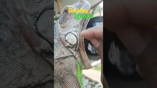 Shedding Iguana Berjemur #shorts #iguana #short #sheddingiguana #shedding #lizard #reptile