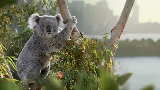 Come and Say G’day | Friendly Locals Advert (15s) | Tourism Australia