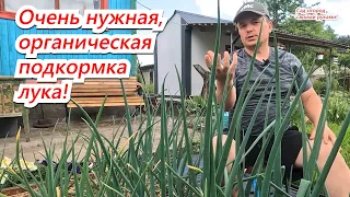 Подкормите лук на огороде этой подкормкой! Урожай удивит и порадует!