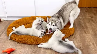 Tiny Puppies Learn to Play with an Adult Husky! My Dog is a Puppy Sitter