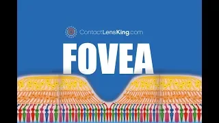 The Fovea | What is the Fovea and What Does it do?