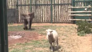 Sheep and Elephant are Best Friends
