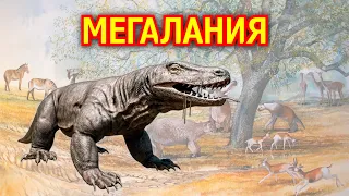 Мегалания. Гигантский варан плейстоцена. Вымершее животное. Видео про животных
