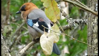 Сойка. Garrulus glandarius .