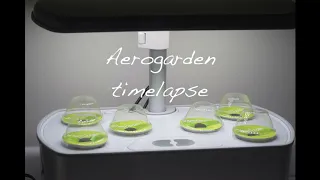 AeroGarden plant growth - time lapse video over the course of 3 weeks.