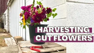 How-To Harvest Cut Flowers for Maximum Vase Life