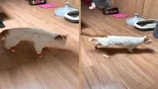 Funny Cat Shakes Off Socks