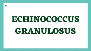 Echinococcus granulosus parasitology | Hydatid cyst life cycle | Dog tapeworm | MEDZUKHRUF
