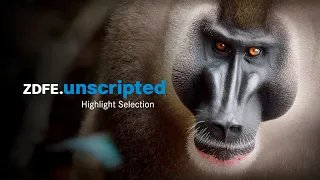 Highlight Selection Unscripted - Fall/ Winter 2019 MIPCOM - ZDF Enterprises GmbH